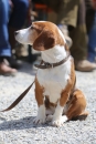 Jagdhundetag-2017-04-23-Dornsberg-Bodensee_Community-seechat_DE-IMG_0949.JPG