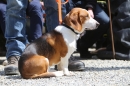 Jagdhundetag-2017-04-23-Dornsberg-Bodensee_Community-seechat_DE-IMG_0950.JPG