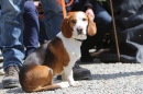 Jagdhundetag-2017-04-23-Dornsberg-Bodensee_Community-seechat_DE-IMG_0956.JPG