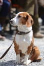 Jagdhundetag-2017-04-23-Dornsberg-Bodensee_Community-seechat_DE-IMG_0960.JPG