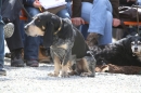 Jagdhundetag-2017-04-23-Dornsberg-Bodensee_Community-seechat_DE-IMG_0966.JPG