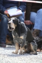 Jagdhundetag-2017-04-23-Dornsberg-Bodensee_Community-seechat_DE-IMG_0968.JPG