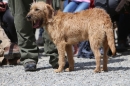 Jagdhundetag-2017-04-23-Dornsberg-Bodensee_Community-seechat_DE-IMG_0972.JPG