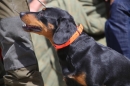 Jagdhundetag-2017-04-23-Dornsberg-Bodensee_Community-seechat_DE-IMG_0987.JPG
