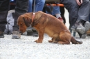 Jagdhundetag-2017-04-23-Dornsberg-Bodensee_Community-seechat_DE-IMG_1010.JPG