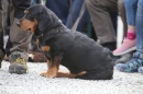Jagdhundetag-2017-04-23-Dornsberg-Bodensee_Community-seechat_DE-IMG_1011.JPG