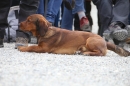 Jagdhundetag-2017-04-23-Dornsberg-Bodensee_Community-seechat_DE-IMG_1013.JPG