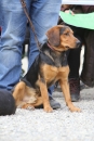 Jagdhundetag-2017-04-23-Dornsberg-Bodensee_Community-seechat_DE-IMG_1047.JPG