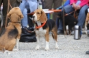 Jagdhundetag-2017-04-23-Dornsberg-Bodensee_Community-seechat_DE-IMG_1056.JPG