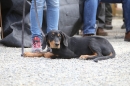 Jagdhundetag-2017-04-23-Dornsberg-Bodensee_Community-seechat_DE-IMG_1066.JPG