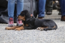 Jagdhundetag-2017-04-23-Dornsberg-Bodensee_Community-seechat_DE-IMG_1071.JPG