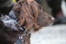 Jagdhundetag-2017-04-23-Dornsberg-Bodensee_Community-seechat_DE-IMG_1108.JPG