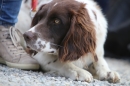 Jagdhundetag-2017-04-23-Dornsberg-Bodensee_Community-seechat_DE-IMG_1114.JPG