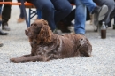 Jagdhundetag-2017-04-23-Dornsberg-Bodensee_Community-seechat_DE-IMG_1119.JPG