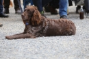 Jagdhundetag-2017-04-23-Dornsberg-Bodensee_Community-seechat_DE-IMG_1127.JPG