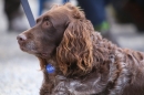 Jagdhundetag-2017-04-23-Dornsberg-Bodensee_Community-seechat_DE-IMG_1128.JPG