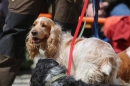 Jagdhundetag-2017-04-23-Dornsberg-Bodensee_Community-seechat_DE-IMG_1132.JPG