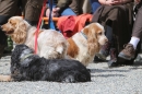 Jagdhundetag-2017-04-23-Dornsberg-Bodensee_Community-seechat_DE-IMG_1133.JPG