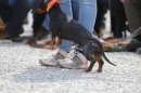 Jagdhundetag-2017-04-23-Dornsberg-Bodensee_Community-seechat_DE-IMG_1144.JPG