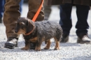 Jagdhundetag-2017-04-23-Dornsberg-Bodensee_Community-seechat_DE-IMG_1147.JPG