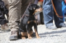 Jagdhundetag-2017-04-23-Dornsberg-Bodensee_Community-seechat_DE-IMG_1161.JPG