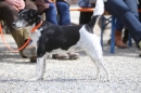 Jagdhundetag-2017-04-23-Dornsberg-Bodensee_Community-seechat_DE-IMG_1164.JPG