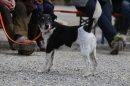 Jagdhundetag-2017-04-23-Dornsberg-Bodensee_Community-seechat_DE-IMG_1166.JPG