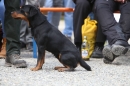Jagdhundetag-2017-04-23-Dornsberg-Bodensee_Community-seechat_DE-IMG_1169.JPG