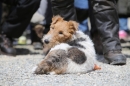 Jagdhundetag-2017-04-23-Dornsberg-Bodensee_Community-seechat_DE-IMG_1170.JPG