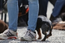 Jagdhundetag-2017-04-23-Dornsberg-Bodensee_Community-seechat_DE-IMG_1173.JPG