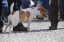 Jagdhundetag-2017-04-23-Dornsberg-Bodensee_Community-seechat_DE-IMG_1176.JPG