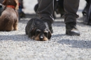 Jagdhundetag-2017-04-23-Dornsberg-Bodensee_Community-seechat_DE-IMG_1192.JPG