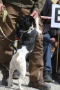 Jagdhundetag-2017-04-23-Dornsberg-Bodensee_Community-seechat_DE-IMG_1199.JPG