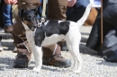 Jagdhundetag-2017-04-23-Dornsberg-Bodensee_Community-seechat_DE-IMG_1201.JPG