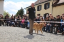 Jagdhundetag-2017-04-23-Dornsberg-Bodensee_Community-seechat_DE-IMG_1206.JPG