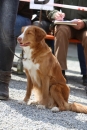 Jagdhundetag-2017-04-23-Dornsberg-Bodensee_Community-seechat_DE-IMG_1224.JPG