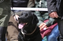 Jagdhundetag-2017-04-23-Dornsberg-Bodensee_Community-seechat_DE-IMG_1229.JPG
