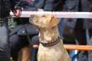 Jagdhundetag-2017-04-23-Dornsberg-Bodensee_Community-seechat_DE-IMG_1230.JPG