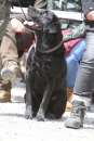 Jagdhundetag-2017-04-23-Dornsberg-Bodensee_Community-seechat_DE-IMG_1231.JPG