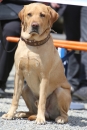 Jagdhundetag-2017-04-23-Dornsberg-Bodensee_Community-seechat_DE-IMG_1232.JPG