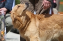 Jagdhundetag-2017-04-23-Dornsberg-Bodensee_Community-seechat_DE-IMG_1242.JPG