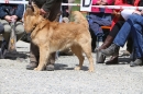 Jagdhundetag-2017-04-23-Dornsberg-Bodensee_Community-seechat_DE-IMG_1243.JPG