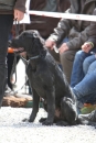 Jagdhundetag-2017-04-23-Dornsberg-Bodensee_Community-seechat_DE-IMG_1250.JPG