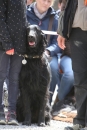 Jagdhundetag-2017-04-23-Dornsberg-Bodensee_Community-seechat_DE-IMG_1251.JPG