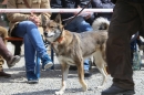 Jagdhundetag-2017-04-23-Dornsberg-Bodensee_Community-seechat_DE-IMG_1259.JPG