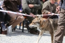 Jagdhundetag-2017-04-23-Dornsberg-Bodensee_Community-seechat_DE-IMG_1261.JPG