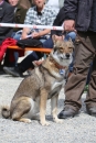 Jagdhundetag-2017-04-23-Dornsberg-Bodensee_Community-seechat_DE-IMG_1268.JPG
