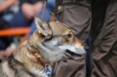Jagdhundetag-2017-04-23-Dornsberg-Bodensee_Community-seechat_DE-IMG_1269.JPG