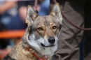 Jagdhundetag-2017-04-23-Dornsberg-Bodensee_Community-seechat_DE-IMG_1270.JPG