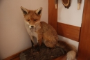 Jagdhundetag-2017-04-23-Dornsberg-Bodensee_Community-seechat_DE-IMG_1290.JPG